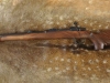 ZG 47